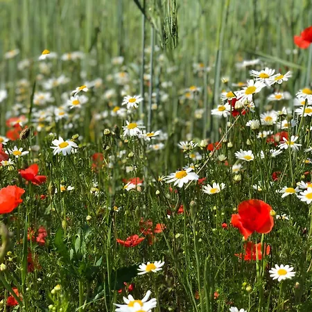 Gartenblick * Amerang