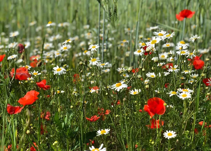 Gartenblick * Amerang